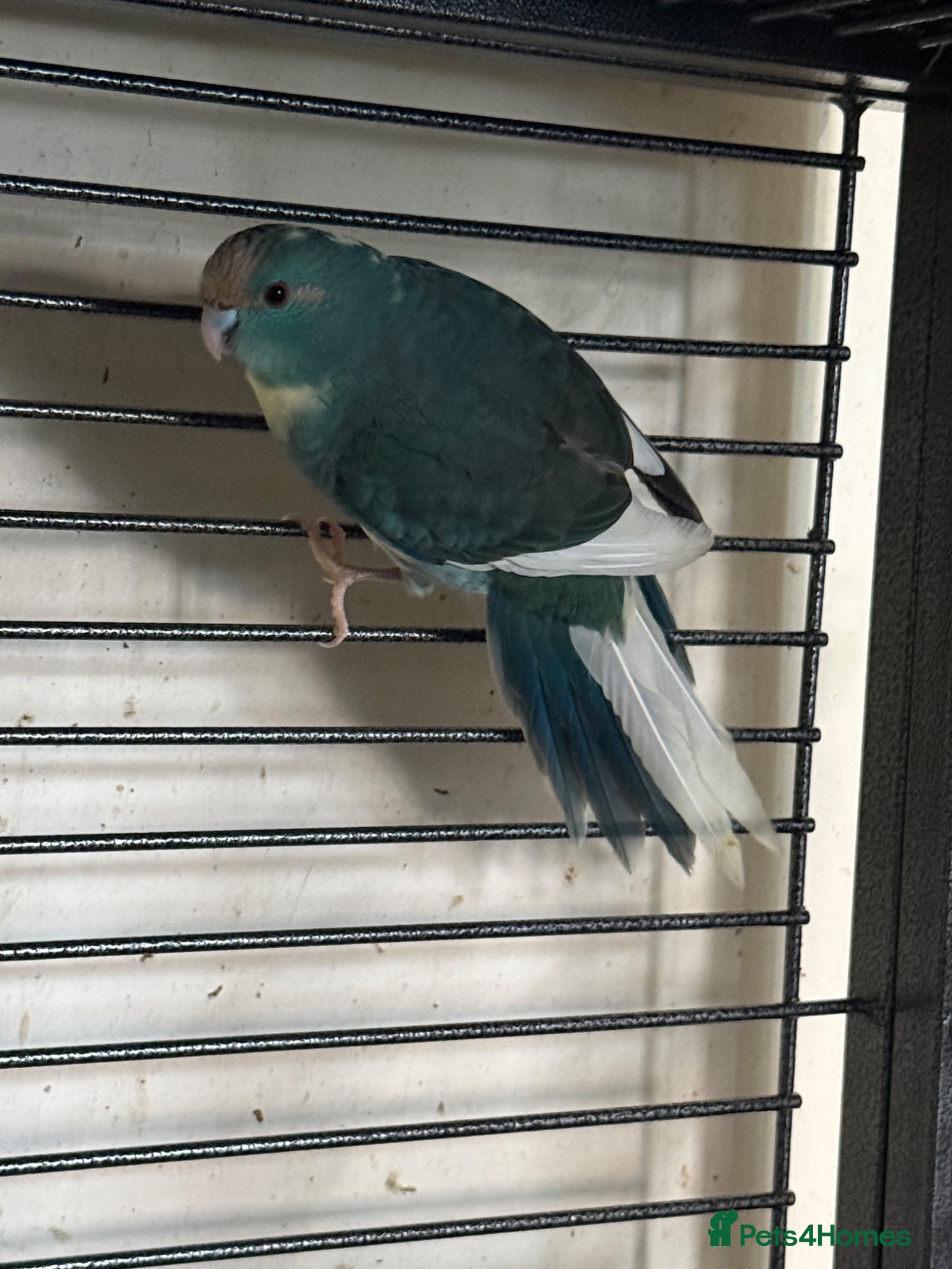 Parakeets birds Blue pied kakariki hen bird - Advert 10
