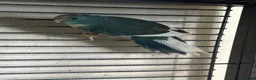 Parakeets birds for sale: Blue pied kakariki hen bird - Advert 1