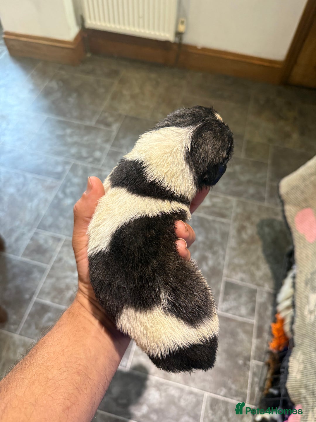 Pyrenean Mastiff dogs for sale: KC registered Pyrenean Mastiffs - Image 5