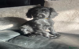 Cocker Spaniel dogs for sale: KC Working Cocker Spaniels available now - Image 7