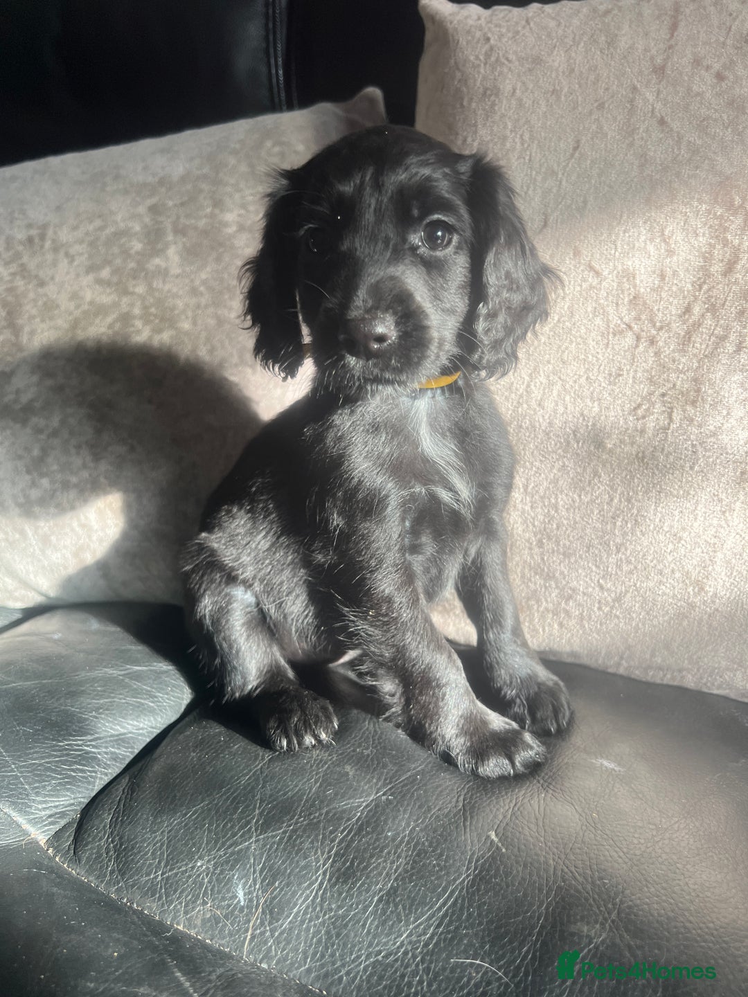 Cocker Spaniel dogs for sale: KC Working Cocker Spaniels available now - Image 7