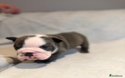 English Bulldog dogs for sale: Winnies babies - Image 8