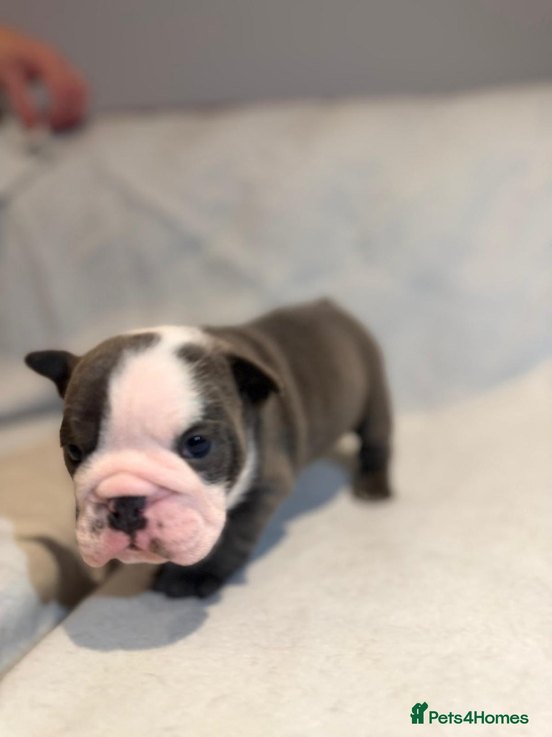 English Bulldog dogs for sale: Winnies babies - Image 8