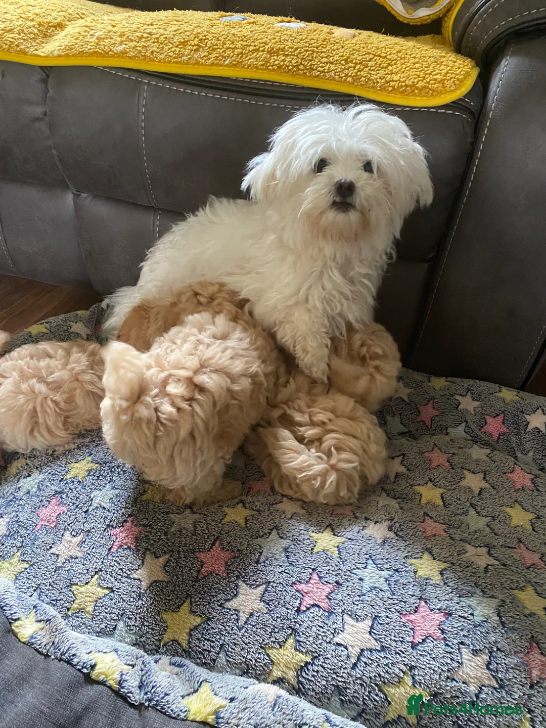 Maltipoo dogs for sale: Beautiful F1 Maltipoo Puppies in Tiverton - Advert 1