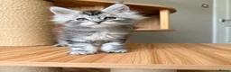 Maine Coon cats for sale: OUTSTANDING KITTENS! TICA Pedigree/Healthy/Vacc' - Advert 7