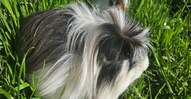 Guinea Pig rodents - Advert 1