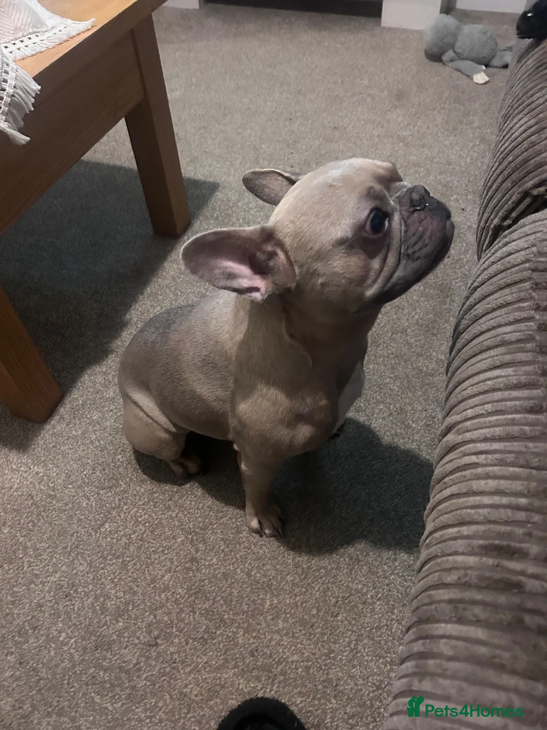 French Bulldog dogs for sale: Bentley  in Shrewsbury - Advert 2