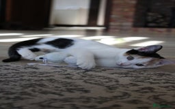 British Shorthair cats for sale: 2 Bundles of Joy!! Ready now!! - Image 12