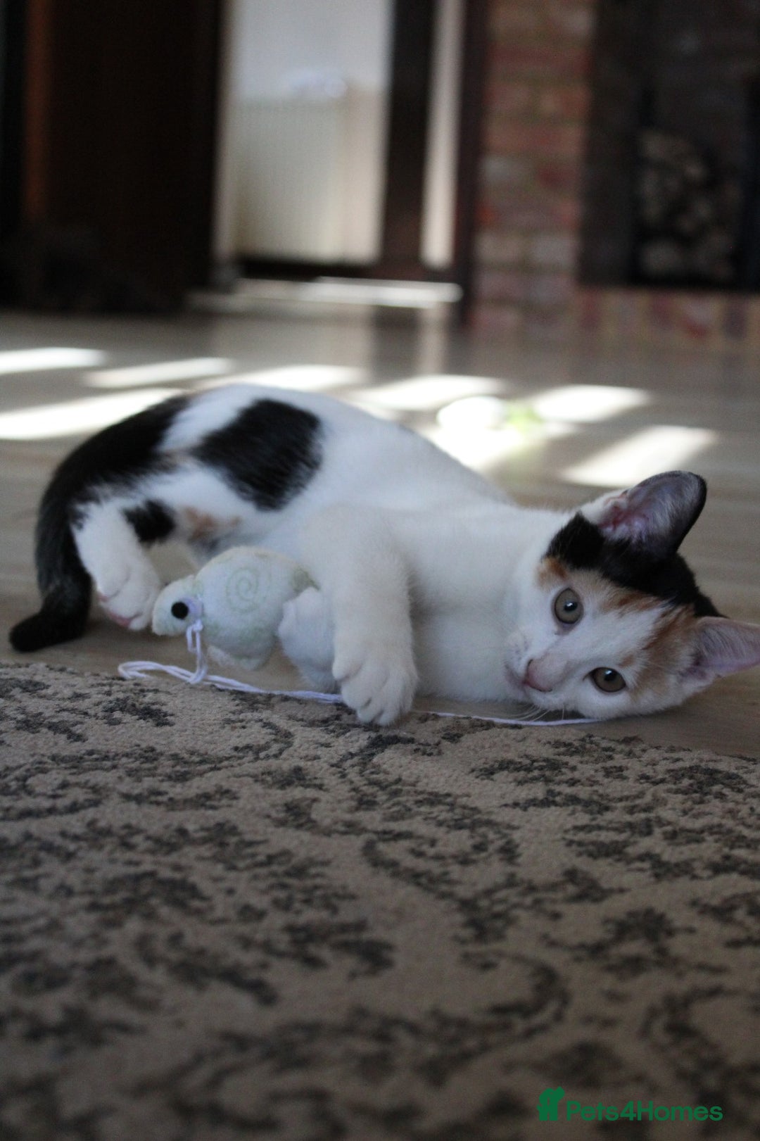 British Shorthair cats for sale: 2 Bundles of Joy!! Ready now!! - Image 12