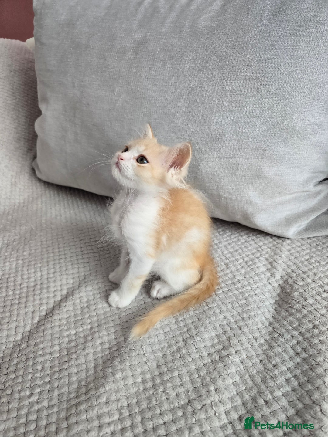 Scottish Fold cats for sale: Scottish Straight purebred kittens  - Image 11