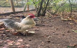 Chickens poultry for sale: Beautiful cockerels  - Image 3