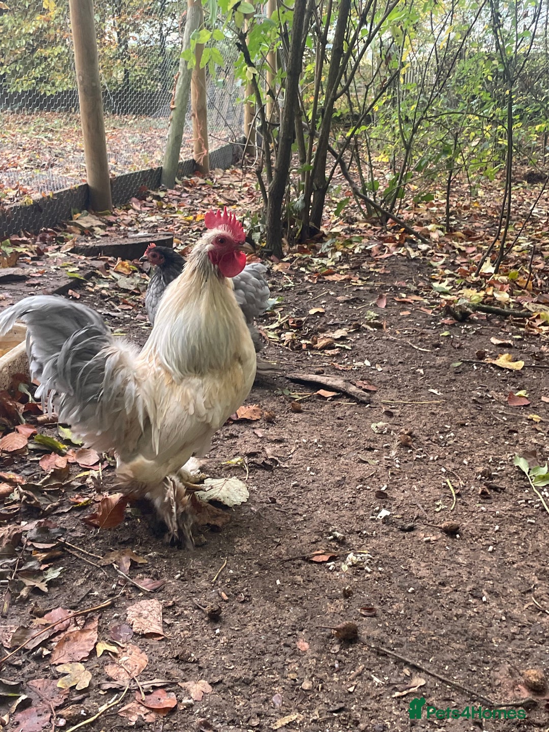 Chickens poultry for sale: Beautiful cockerels  - Image 3