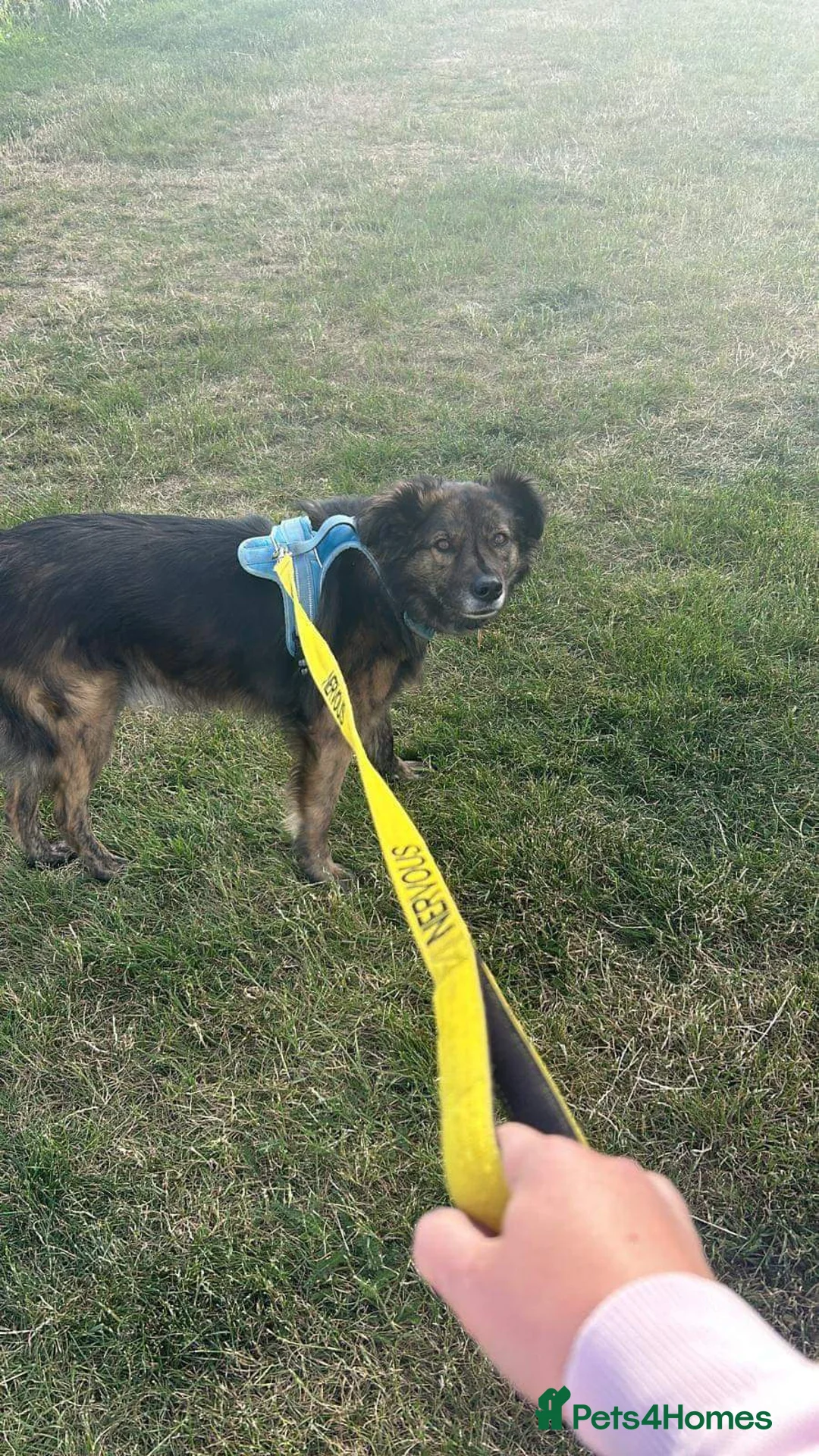 Mixed Breed dogs for adoption: Meet Lenny, currently residing in Southsea in Southsea - Advert 7