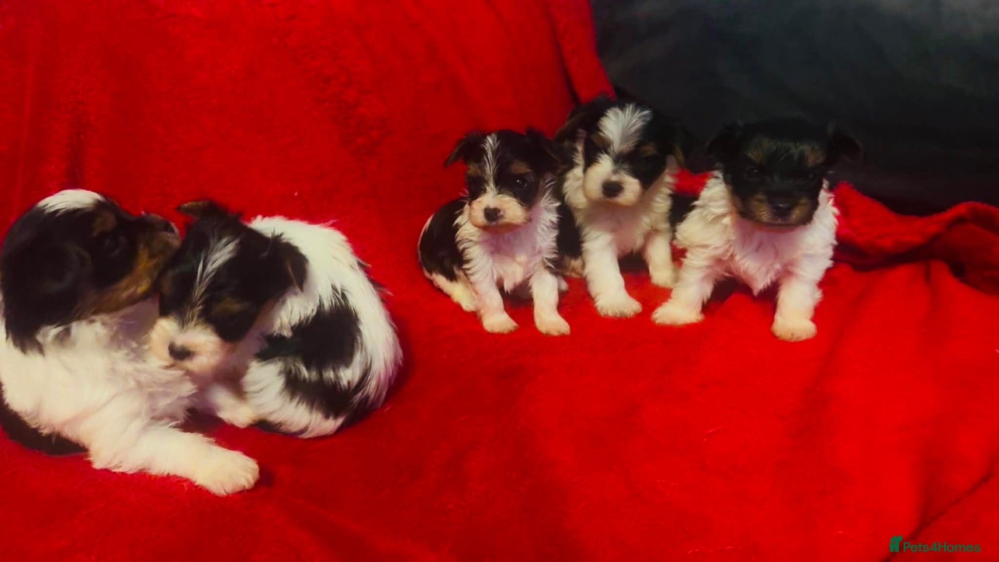 Biewer Terrier dogs Cute Biewer Terrier puppies  - Advert 2