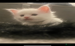 Maine Coon cats for sale: White Maine Coon GCCF - Image 40