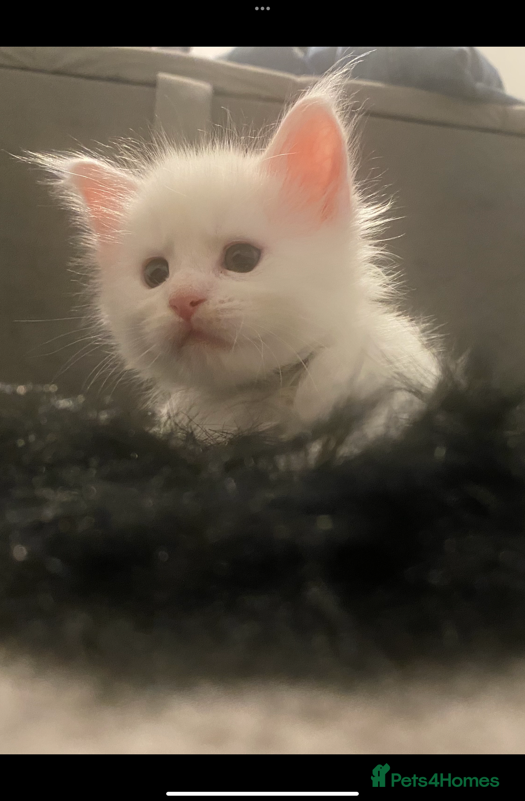 Maine Coon cats for sale: White Maine Coon GCCF - Image 40