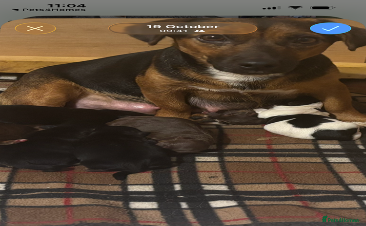 Jack Russell dogs Trad.working family short legged Jack Russell  - Advert 1