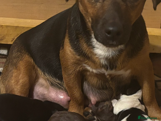 Jack Russell dogs for sale: Trad.working family short legged Jack Russell - Advert 1