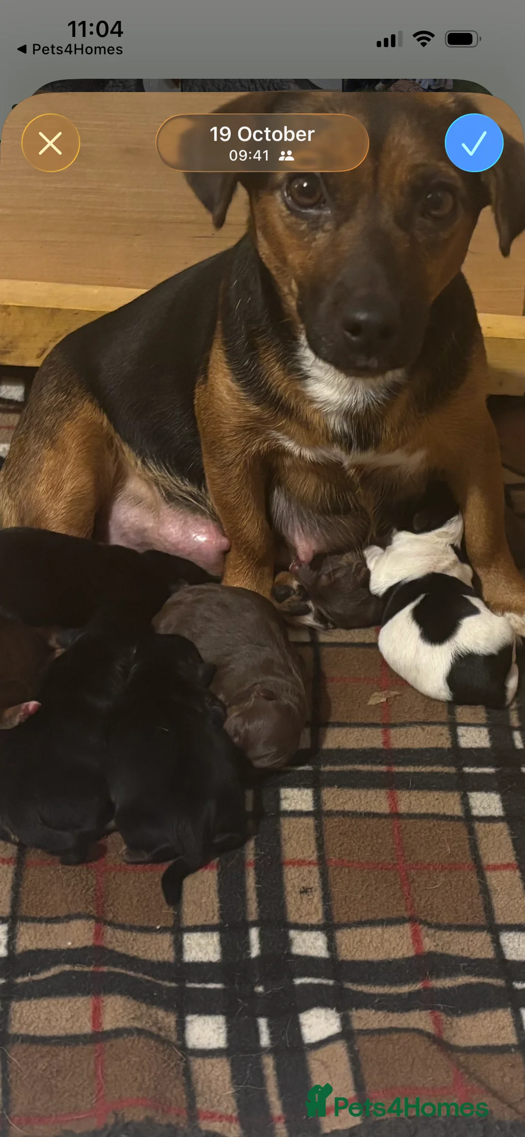 Jack Russell dogs for sale: Trad.family short legged short hair- ready!! - Advert 4