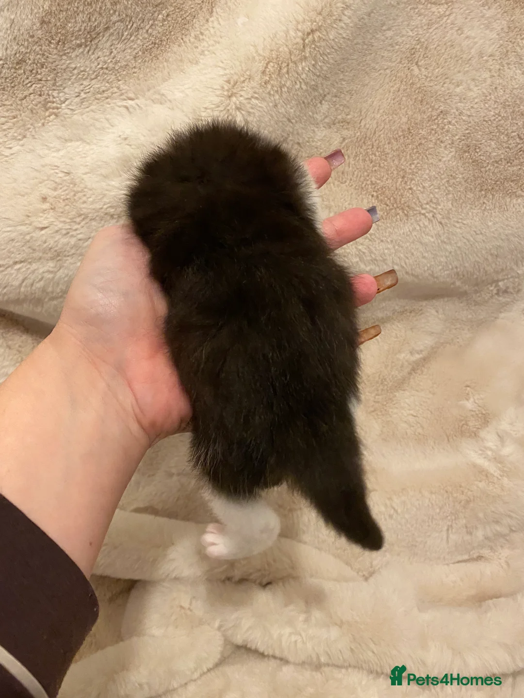 British Shorthair cats for sale: Very docile girl & boy  - Advert 9