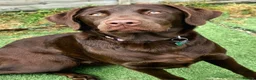 Labrador Retriever dogs for sale: Chocolate labour retriever - Advert 2