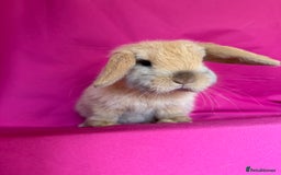 Mini Lop rabbits for sale: Two of tiny mini lop babies ready to leave now!  - Image 2