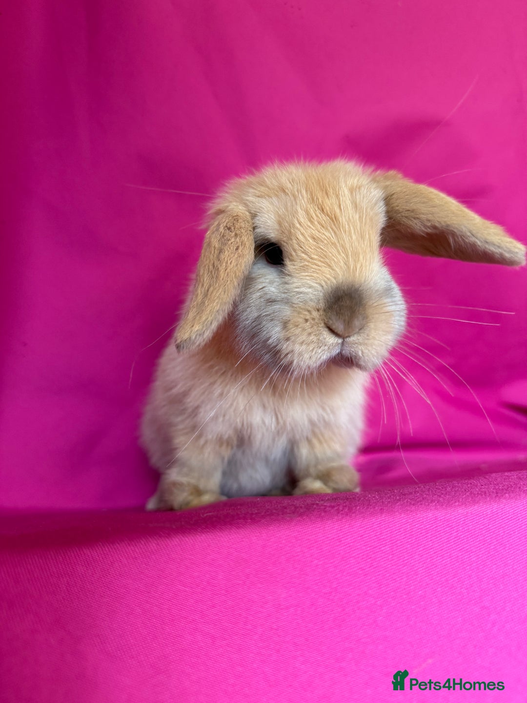 Mini Lop rabbits for sale: Two of tiny mini lop babies ready to leave now!  - Image 2
