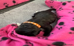 Neapolitan Mastiff dogs for sale: Neapolitan mastiff puppies  - Image 24