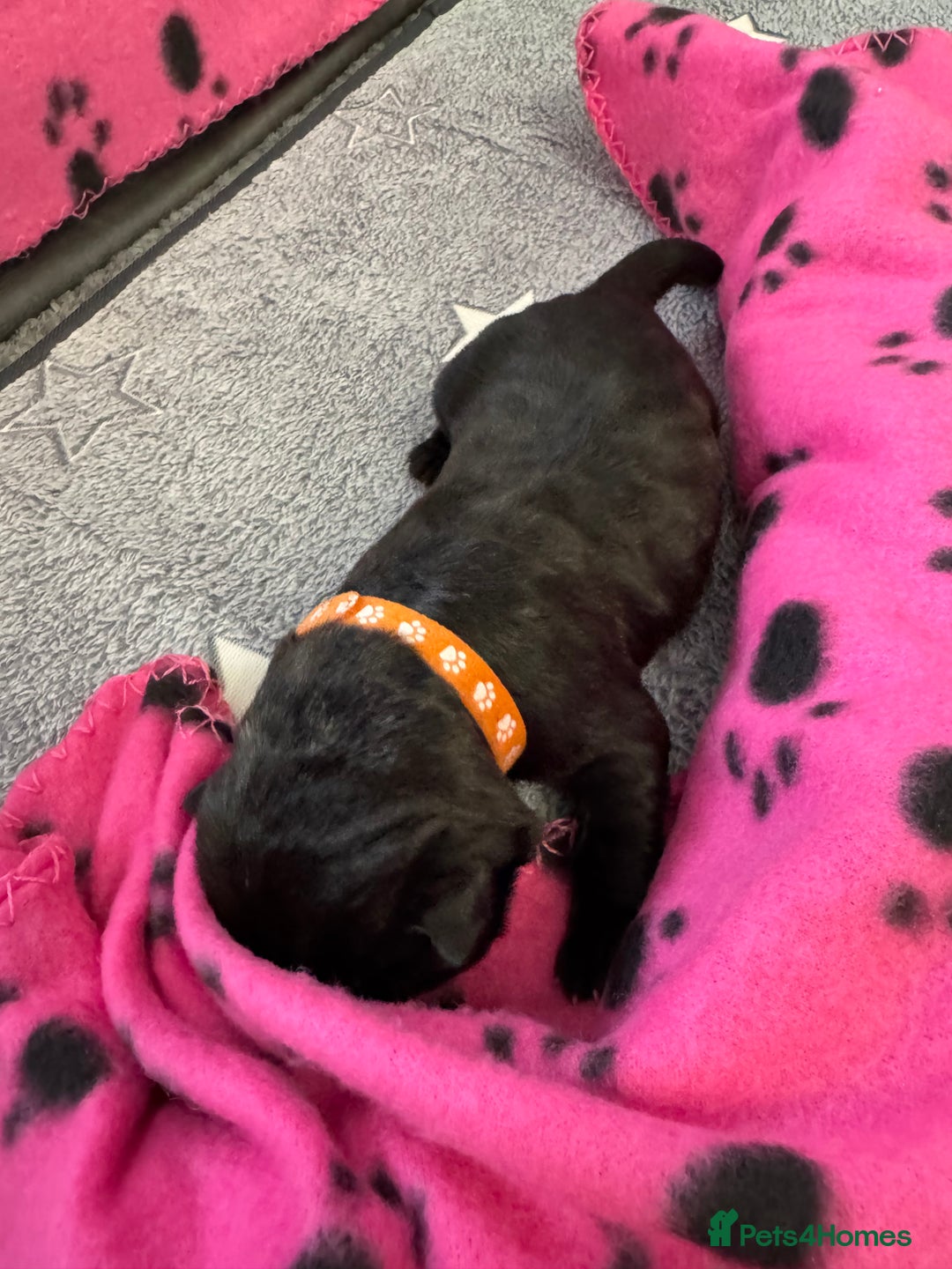Neapolitan Mastiff dogs for sale: Neapolitan mastiff puppies  - Image 24