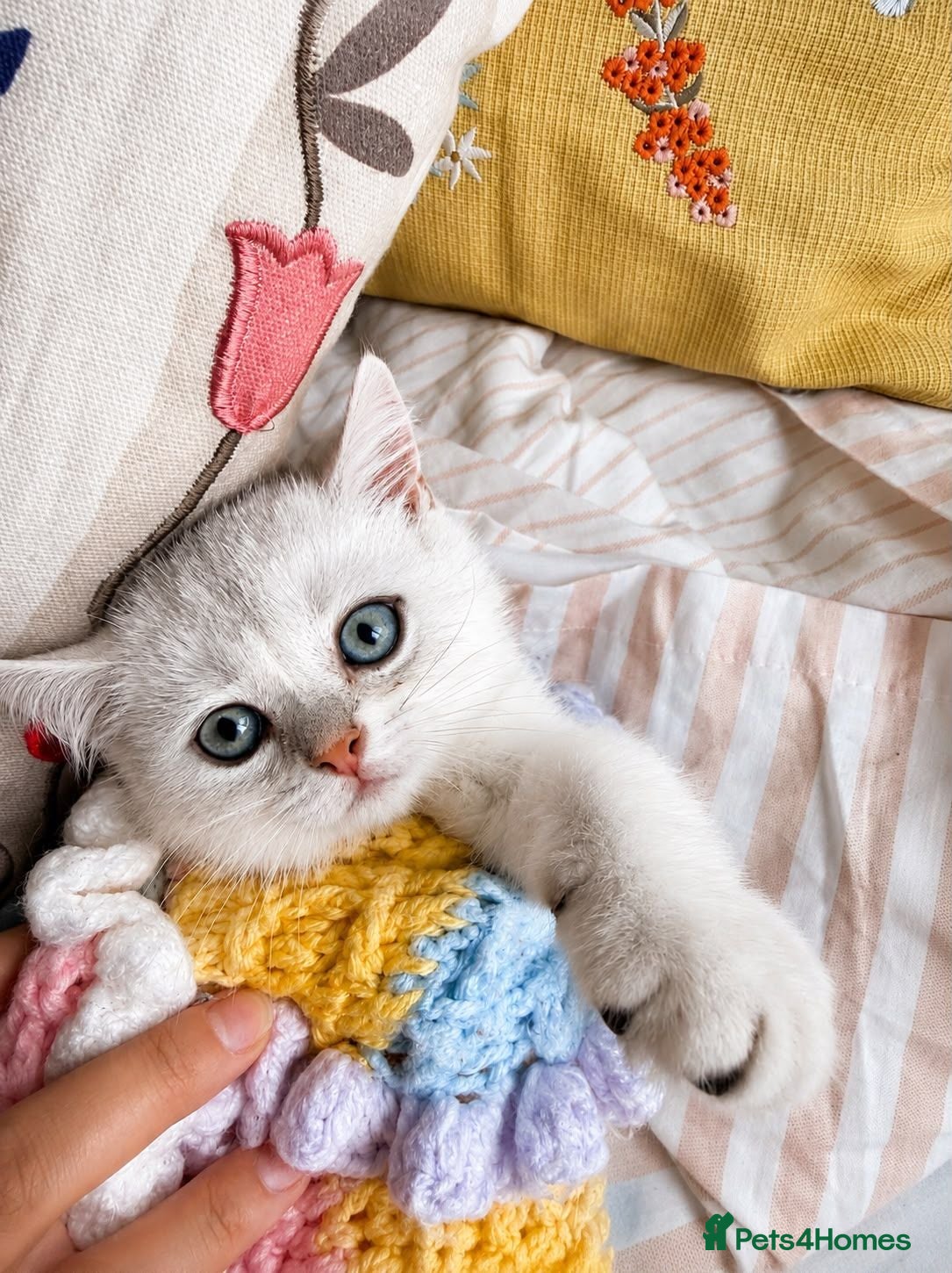 Scottish Fold cats Scottish Straight Fold Kittens - Only 1 left - Advert 1