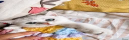 Scottish Fold cats for sale: Adorable Scottish Fold Kittens - Only 2 left - Advert 13
