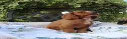 Cockalier dogs for sale: Ruby red cockalier puppies  - Advert 6