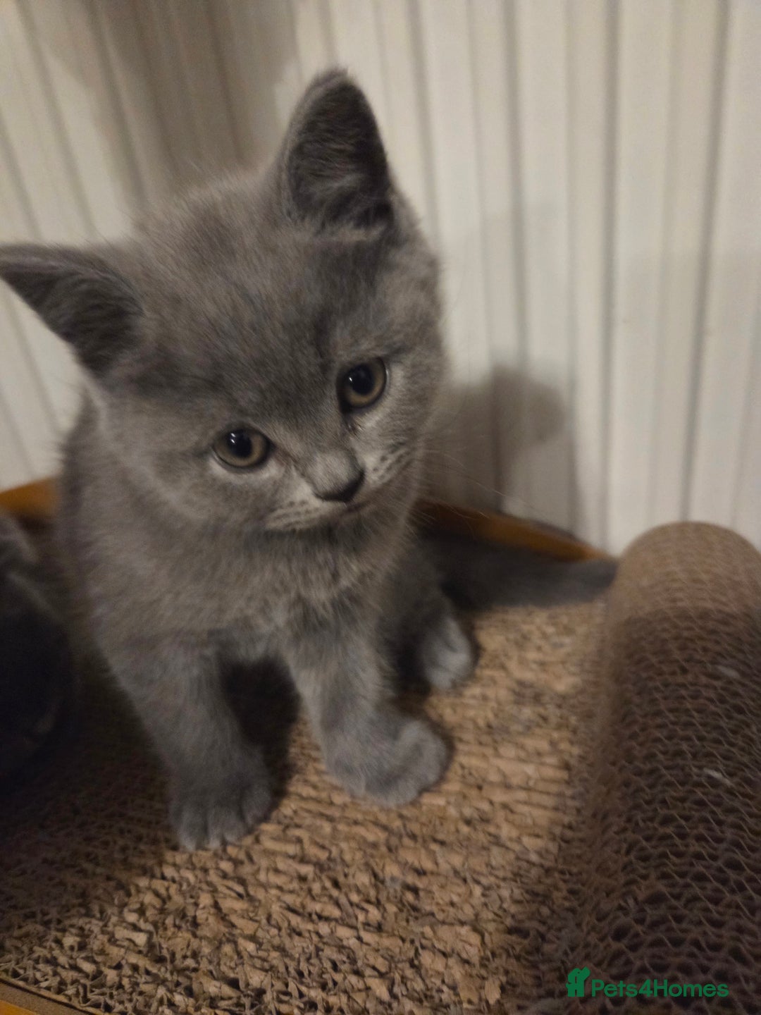Scottish Fold cats for sale: Scotish fold/straight kittens 😸  - Advert 3