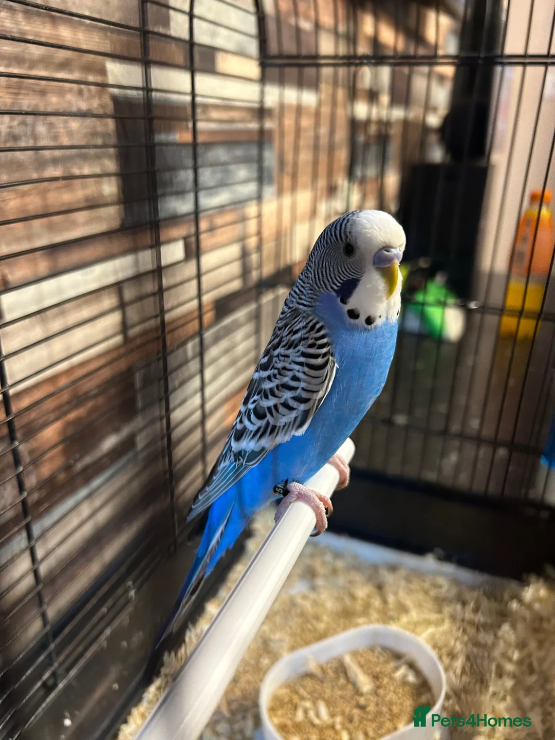 Budgerigars birds for sale: Male budgies  - Advert 2