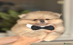 Pomeranian dogs for sale: ✨Tiny Teddy Face 🐻 KC Registered Parents ✨ - Image 16