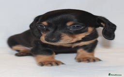 Miniature Dachshund dogs for sale: 🐾❤️ Precious Miniature Dapple Dachshunds ❤️🐾 - Image 7