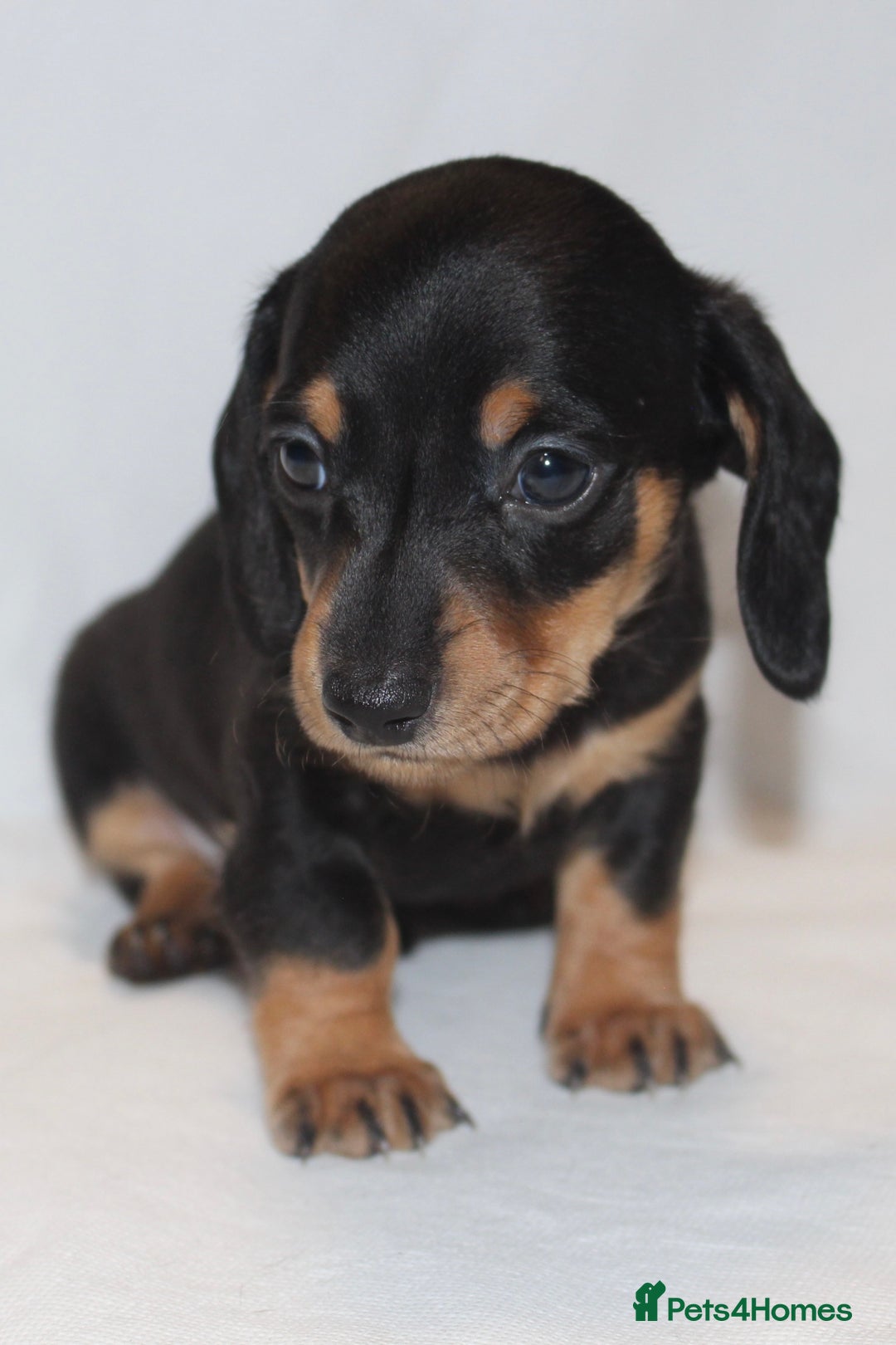 Miniature Dachshund dogs for sale: 🐾❤️ Precious Miniature Dapple Dachshunds ❤️🐾 - Image 7