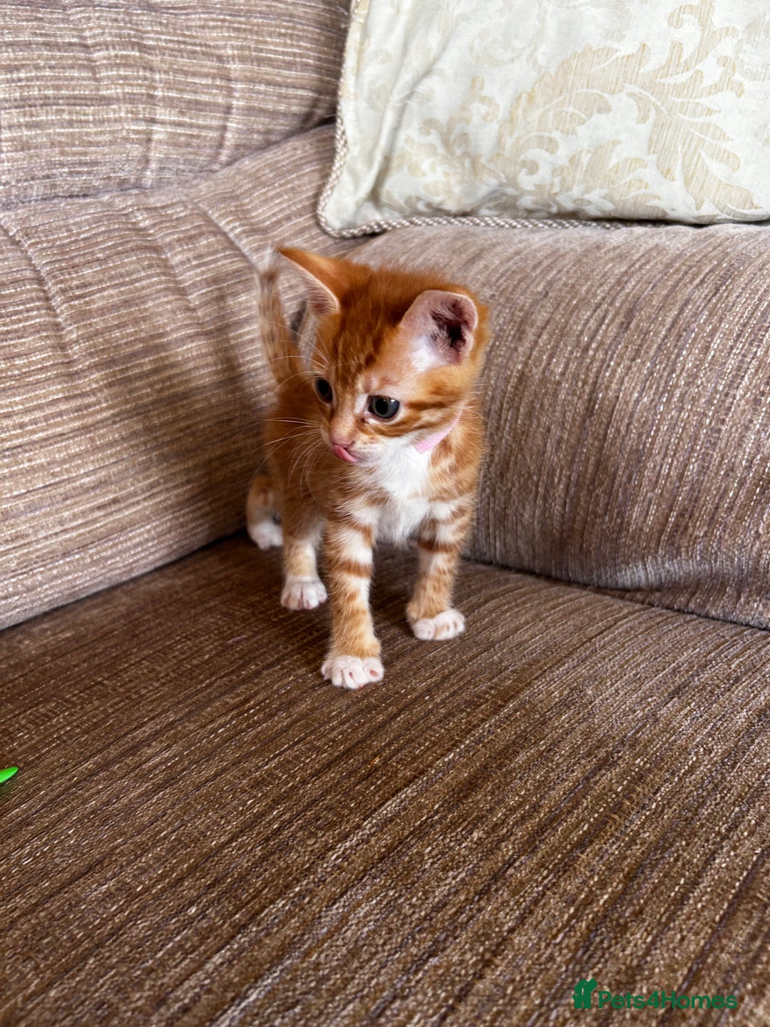 Ragdoll cats for sale: Ragdoll mixed tabby Ginger kittens - Image 16