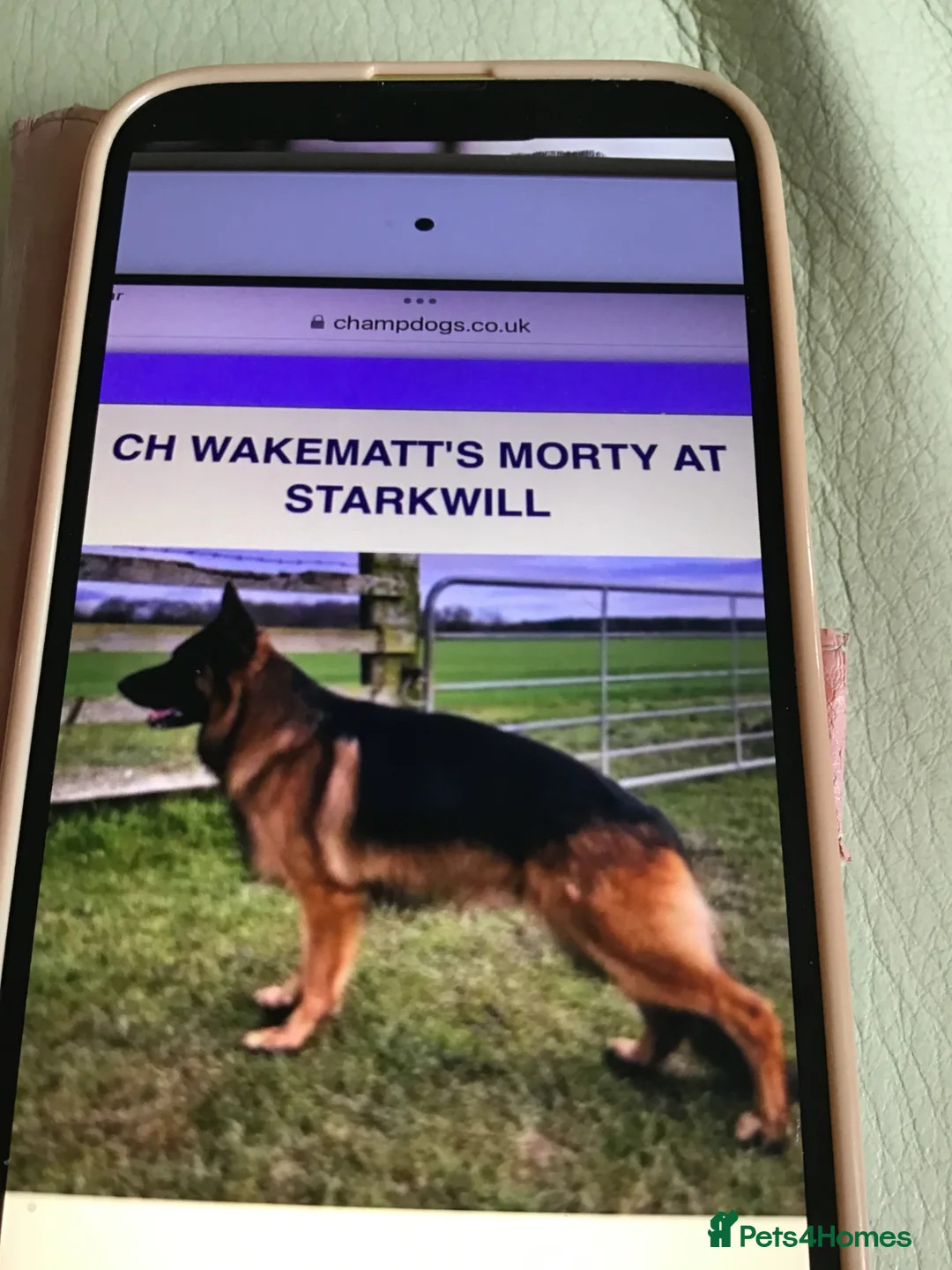 German Shepherd dogs for sale: GERMAN SHEPARD PUPS  - Advert 4