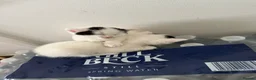 Mixed Breed cats for sale: 3 Kittens - Advert 2