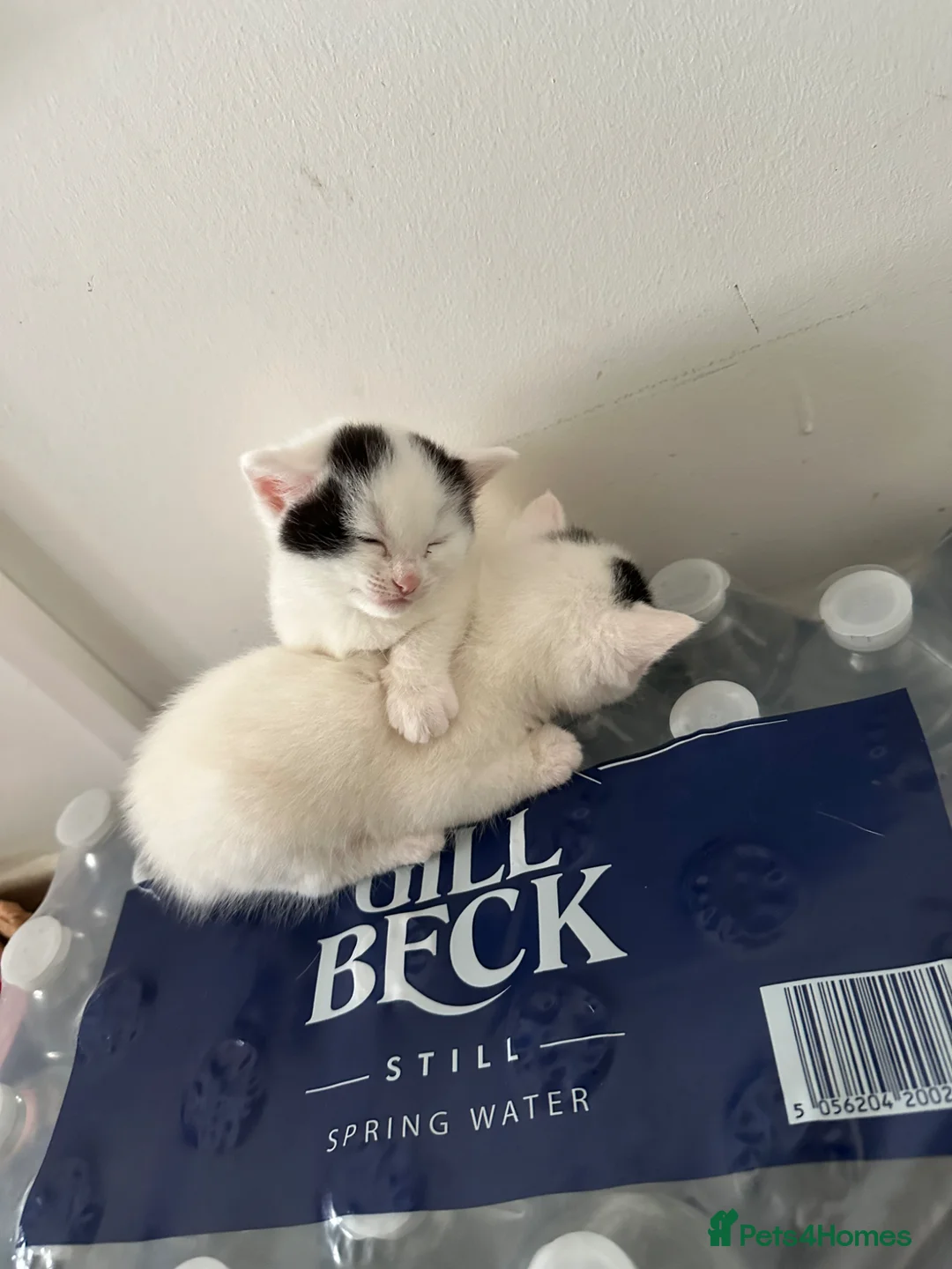 Mixed Breed cats for sale: 3 Kittens - Advert 2