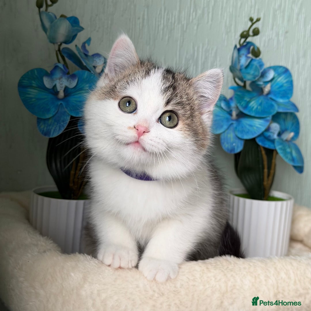 British Shorthair cats for sale: British shorthair golden tricolour TICA - Advert 1