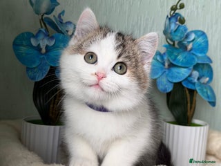 British Shorthair cats British shorthair golden tricolour TICA - Advert 4