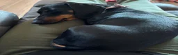 Miniature Dachshund dogs for sale: Miniature Dashshund looking for new home  in Scarborough - Advert 5