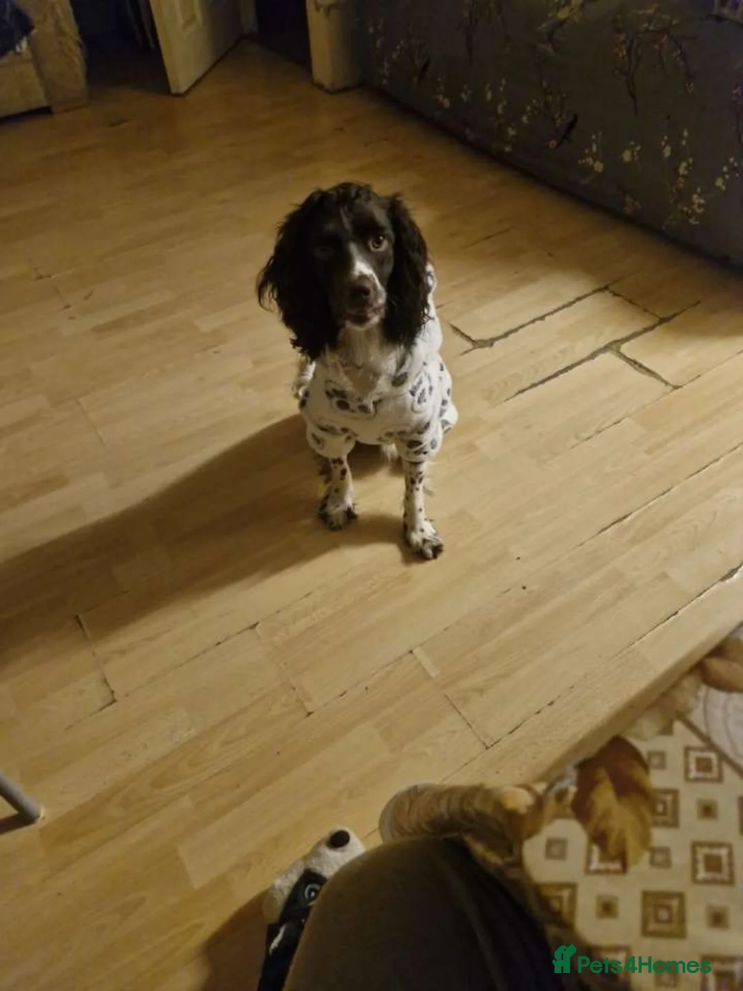 English Springer Spaniel dogs for sale: millo - Advert 1
