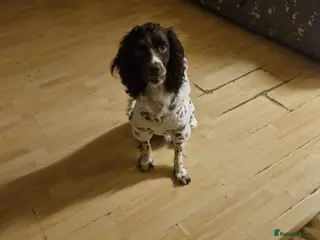 English Springer Spaniel dogs millo - Advert 8