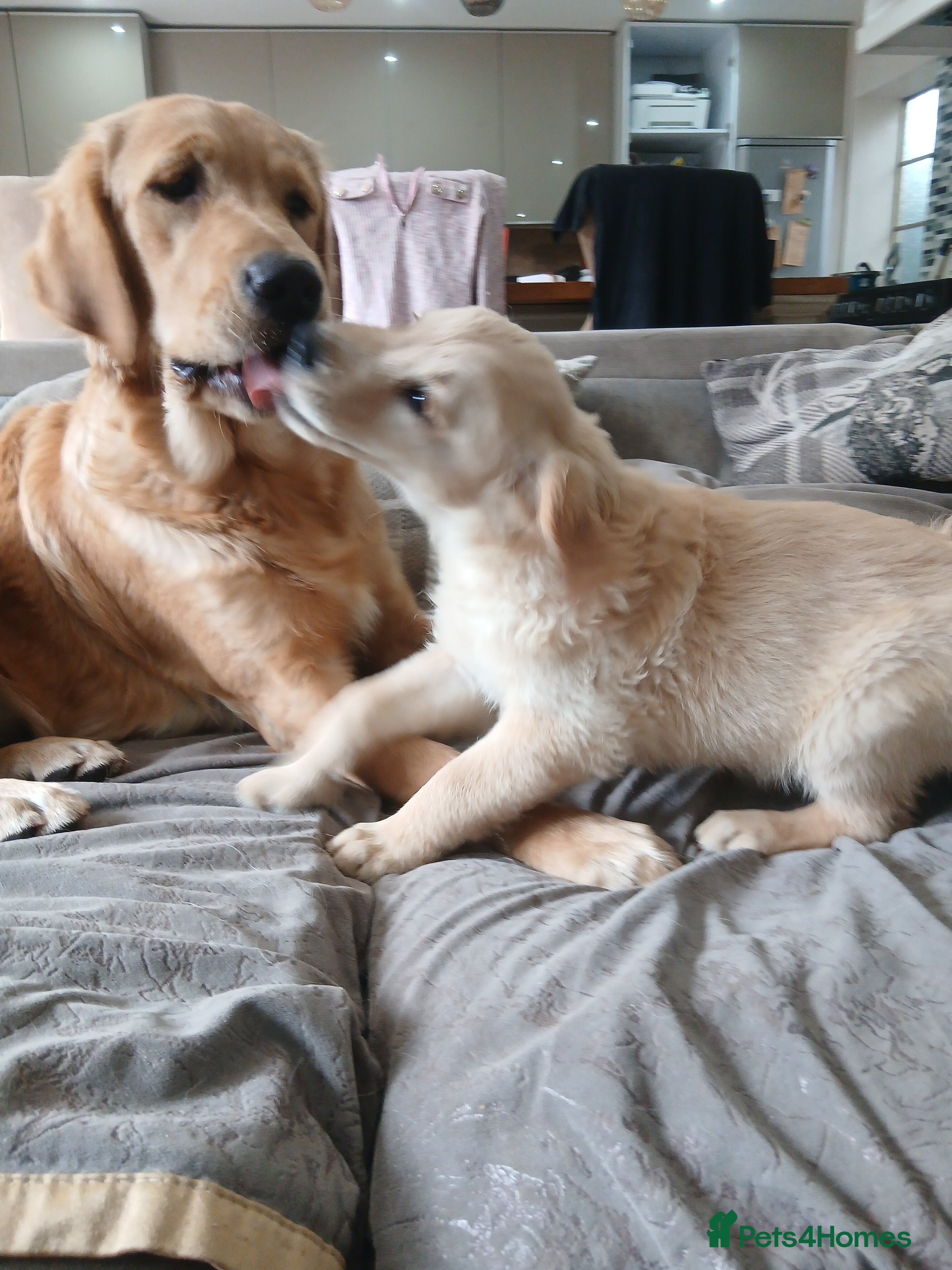Golden Retriever dogs Ready to leave female true gold golden retriever - Advert 2