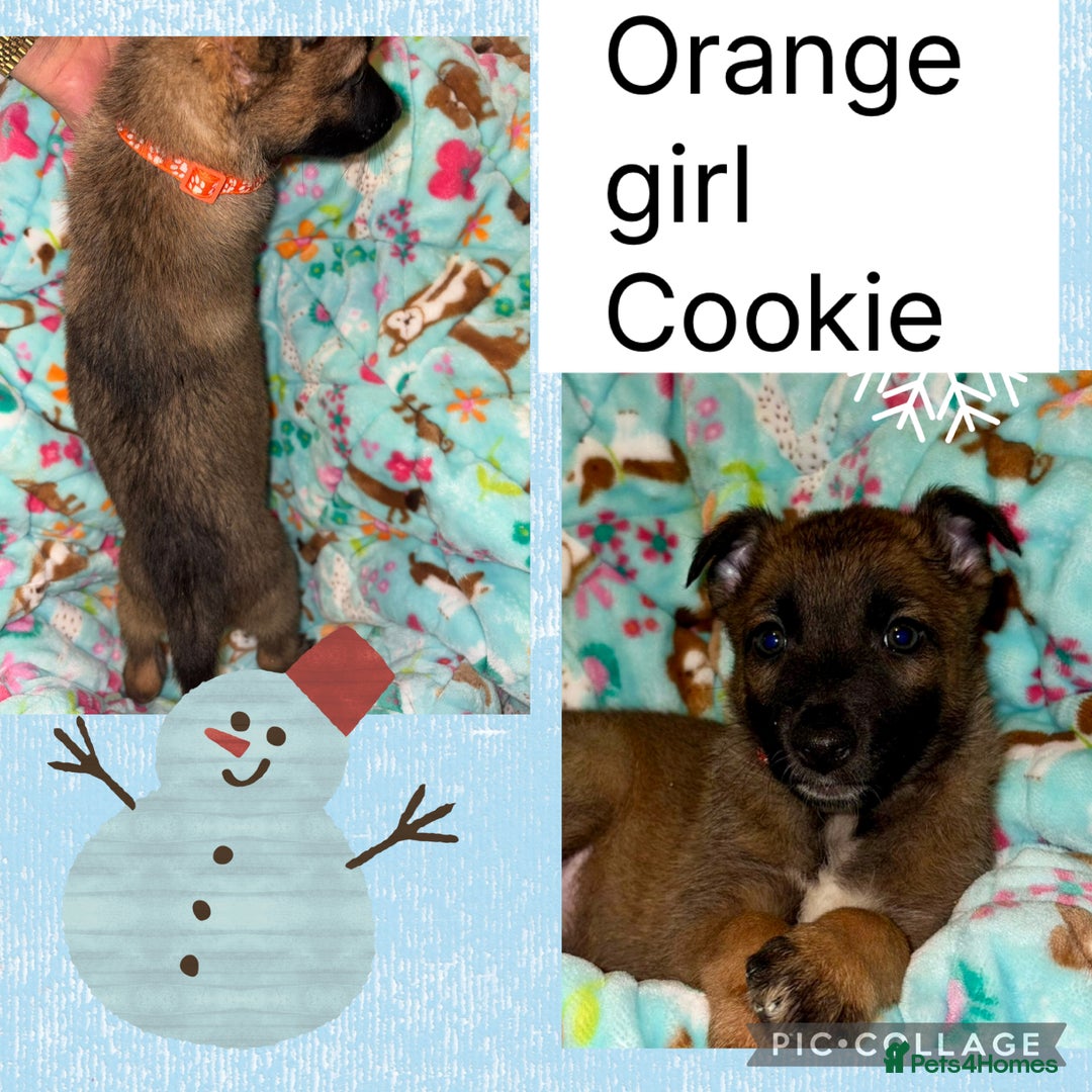 Belgian Shepherd Dog dogs for sale: 🐾 Belgian Malinois x Dutch Herder Puppies 🐾 - Advert 23