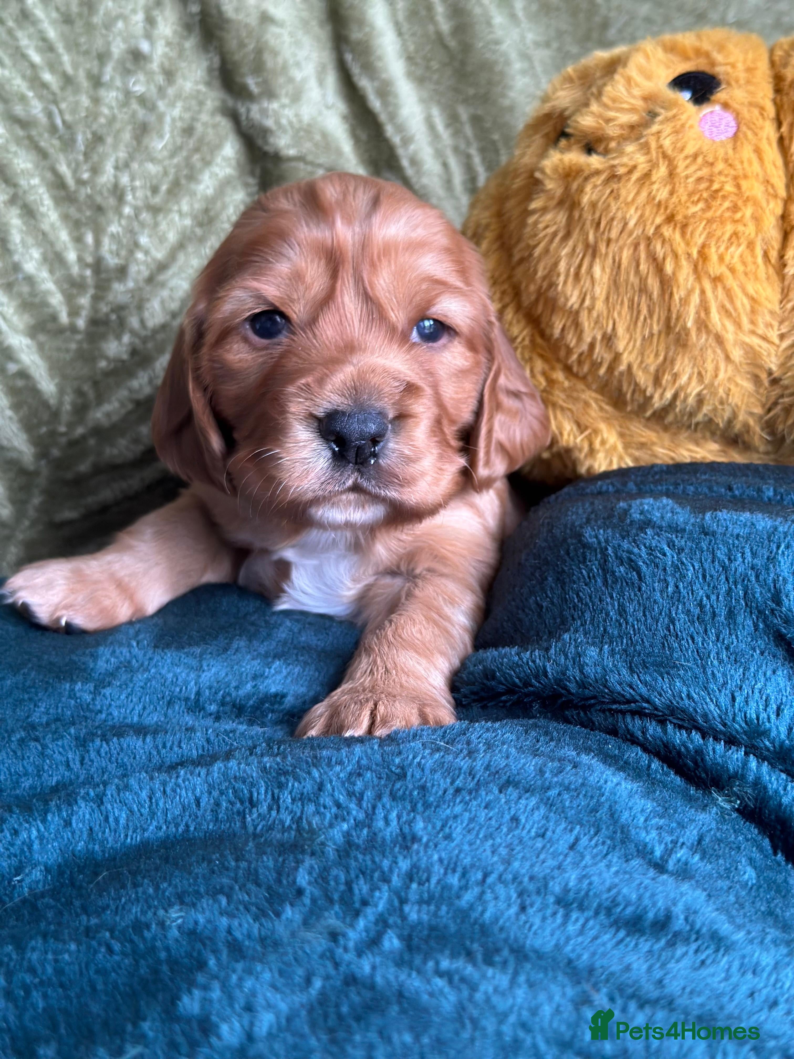 Cocker Spaniel dogs Stunning Cocker Spaniel puppies - Advert 2