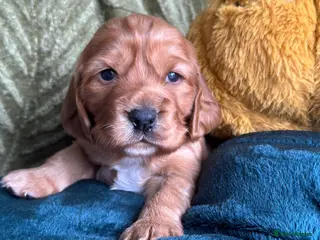 Cocker Spaniel dogs Stunning Cocker Spaniel puppies - Advert 2